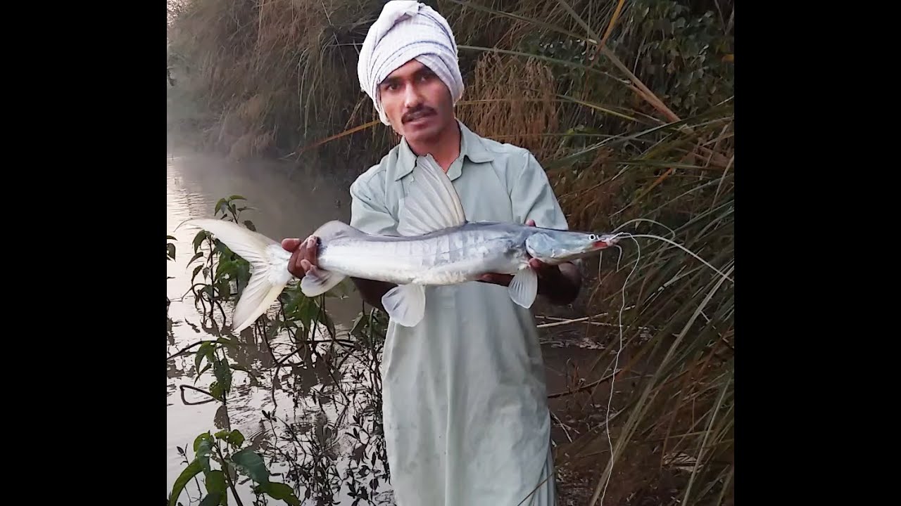 Catfish HuntingFreshwater Singara fish hunting_Khaga fishing In