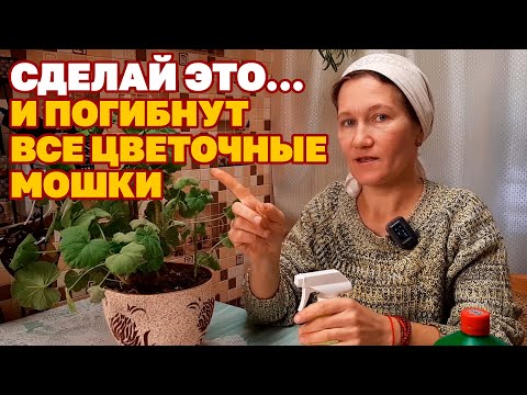 ГИБНУТ ЛИЧИНКИ НЕТ МОШЕК/ ЦВЕТОЧНАЯ МОШКА СЦИАРИДЫ СРЕДСТВО ИЗБАВЛЕНИЯ @obovsemsmarusya