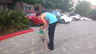 Training a dog to Heel.  Molly Jane. Resimi