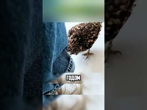 МУЖЧИНА СПАС СОВУШКУ БЛАГОДАРЯ ПСУ🙏🥺