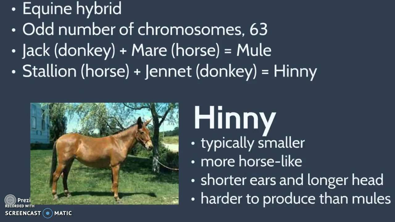 Numbers of Chromosomes for Equine Species