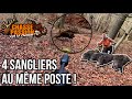 4 sangliers au meme poste  chasse au sanglier  maral 4x