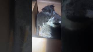 Abandoned Baby Kittens In Box In The Basement