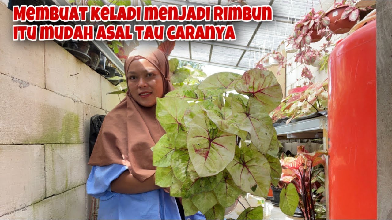 BEGINI NI CARANYA BIAR KELADI JADI RIMBUN || CARAMERAWATKELADI