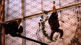 Screaming monkeys