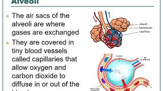 Respiratory System Notes Video