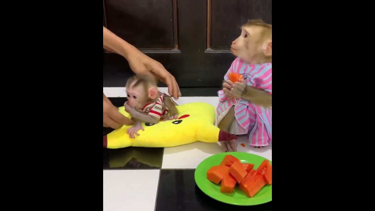 Cute Monkey Mom and Baby Enjoying Papaya 🐒🍊 So Adorable!