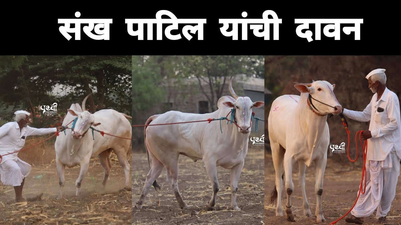 संख पाटिल यांचा खोंड breeding साठी उपलब्ध ☎️:-74996 15512 मडसनाळ काम्यांची जातिवंत पैदास