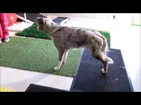 Displasia de Cadera Border Collie_ Rehabilitacion Canina