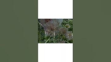 ﴿ إِذَا زُلْزِلَتِ الْأَرْضُ زِلْزَالَهَا﴾ - - القارئ | فهد الكندري سورة | الزلزلة ــــــــــــــــ