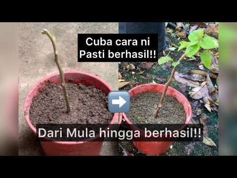 Video: Menanam Keratan Pokok Ceri - Cara Membiak Pokok Ceri Dengan Keratan