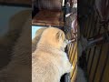 横取りされたね笑 #豆柴カフェ #豆柴子犬