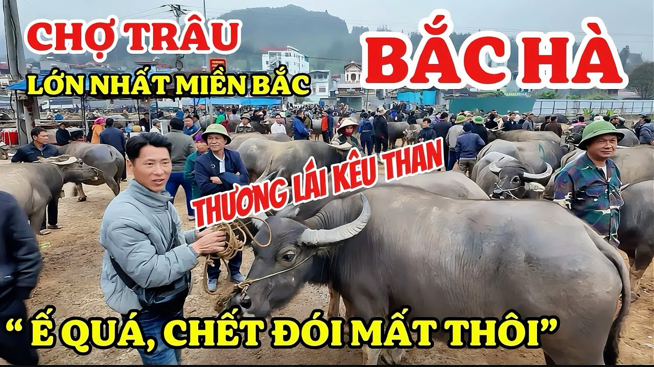 Chợ Trâu Bắc Hà: Bất Ngờ Giá Trâu Quá Rẻ Người Bán Kêu Than” Ế KHÔNG AI MUA, CHẾT ĐÓI RỒI” 