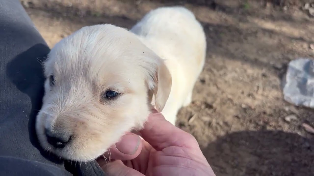 Puppies outside playing 3 of 3  817 304 9202  Rickey