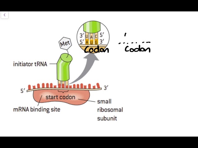 IB Biology Tutorial - 7.3 Translation mechanism