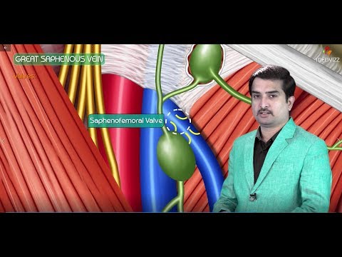 Video: Saphenous Branch Descending Genicular Artery Anatomy - Karte Tijela