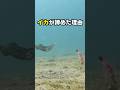 アオリイカがエギを諦めた理由 #fishing#エギング #squid