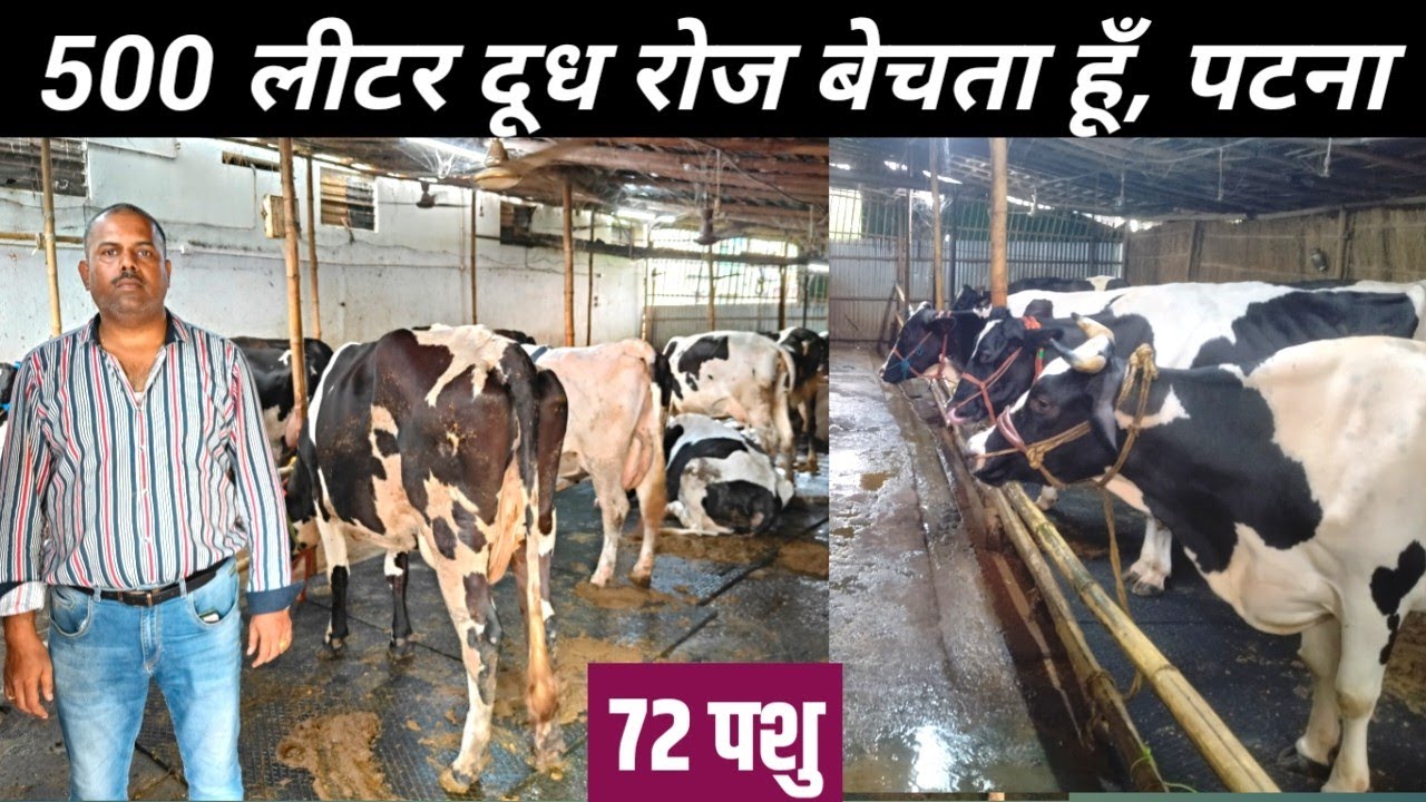 500 लीटर दूध रोज बेचता हूँ , मेरे Dairy Farm पर है 72 पशु | Dairy Farm In Patna Bihar