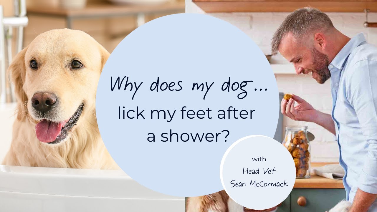 why do dogs lick your feet all the time