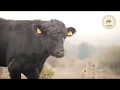 Премиум селекция на мъжки бици за разплод от Angus Beef Cattle Bulgaria