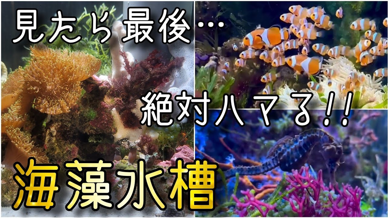 今年絶対にブームが来る‼絶対に感動する海藻水槽‼　aquarium　アクアリウム　熱帯植物　熱帯魚　海藻　流木　海水魚