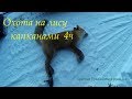 Охота на лису капканами. Есть результат. Fox hunting