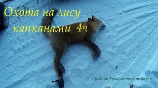 Охота на лису капканами. Есть результат. Fox hunting Охота на лису капканами. Есть результат. Fox hunting