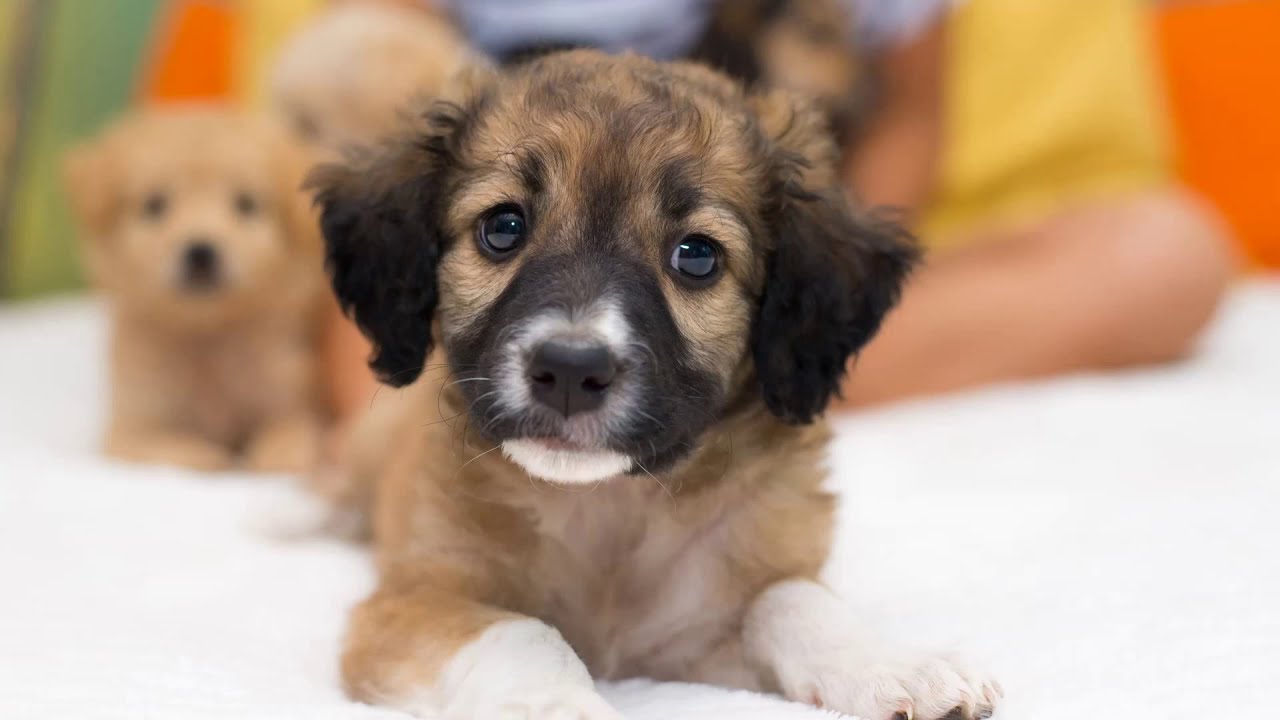 Puppy Photos Roku Screensaver - YouTube