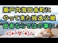 瀬戸内海の田舎町に遊びに来たドイツ人父娘⇒人形の様な娘と大きな父親が日本の田舎でヾ(*´∀`*)ﾉ ｷｬｯｷｬｯ♪【外国人の和む話】