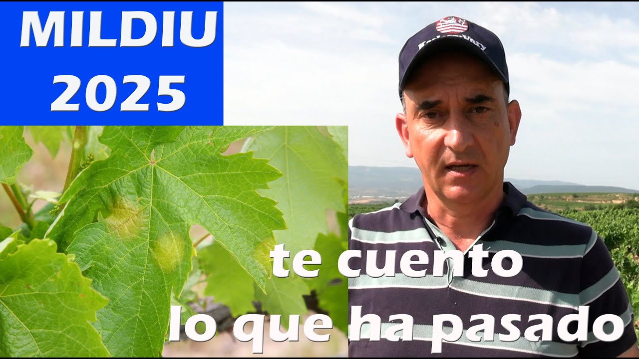 Mildiu 2025 te cuento lo que ha pasado