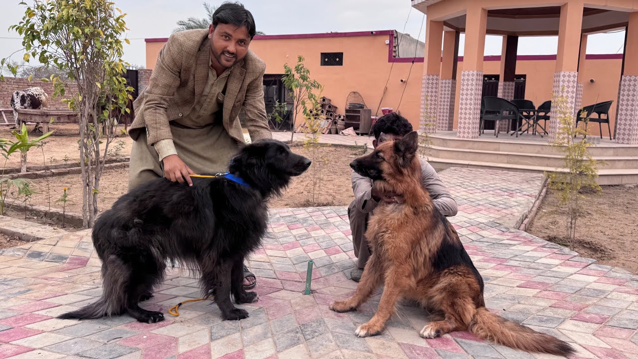 Female Keliye Black Shepherd Dog Le Aaye Hum