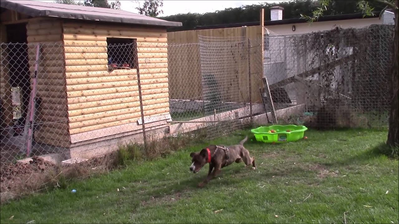 rescue remedies staffies