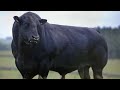 Бык Все коровы сбежались на супер самца Абердин Ангус
