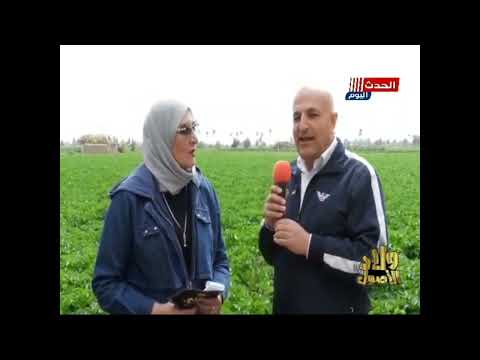 زرعة الكبار بطاطس ألموندو