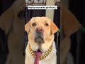 English 🤣😂 #dog #shorts #labradogs #pitbull #husky #cute #funny #youtubeshorts #comedy #cutealert