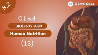 Role of Bile | Human Nutrition | Chapter 8 | Unit 8.2 | Human Digestive System