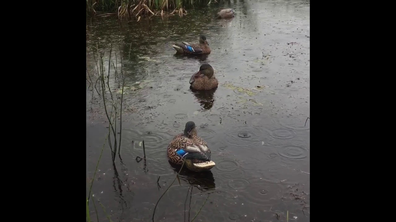 Avain X female preener and back water decoys