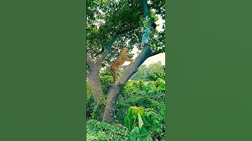 A leopard attacks a boy in the Jungle When he Climb Tree#vfx #shorts #leopard #wildlife #videos