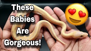 Update On First Clutch Of Ball Pythons