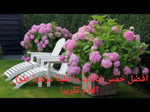 افضل النباتات الداخلية المزهره نباتات الزينة نبات        