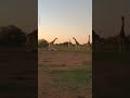 Saddened Giraffes Say Goodbye To One Of Their Own 😞 #wild-giraffe