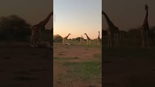 Saddened Giraffes Say Goodbye To One Of Their Own 😞 #Wild-Giraffe