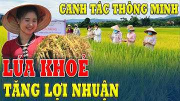 LÚA KHOẺ: Canh Tác Thông Minh, Tăng lợi Nhuận Cho Người Trồng Lúa | vtc24