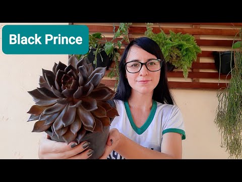 Vídeo: Como Fazer Salada Black Prince