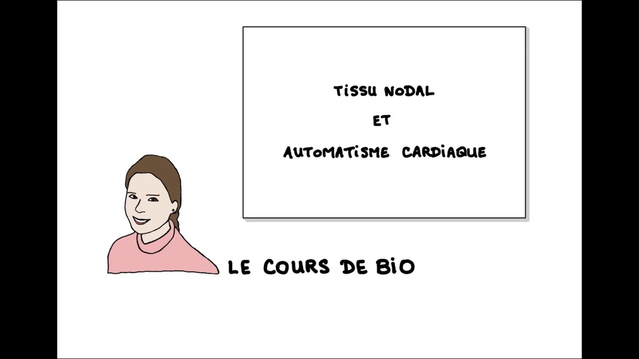Tissu nodal et automatisme cardiaque