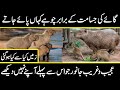 World's largest size Rats  | largest animals on earth | Urdu Cover