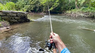 Tiny Creek Fishing for BIG TROUT!