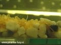Piranhafurynl  piranha breeding  eggs hatching day 2