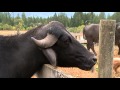 The Water Buffalo Whisperer - Shaw TV Port Alberni