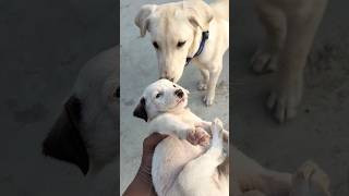 Bruno//Cute Labrador puppy//382//
